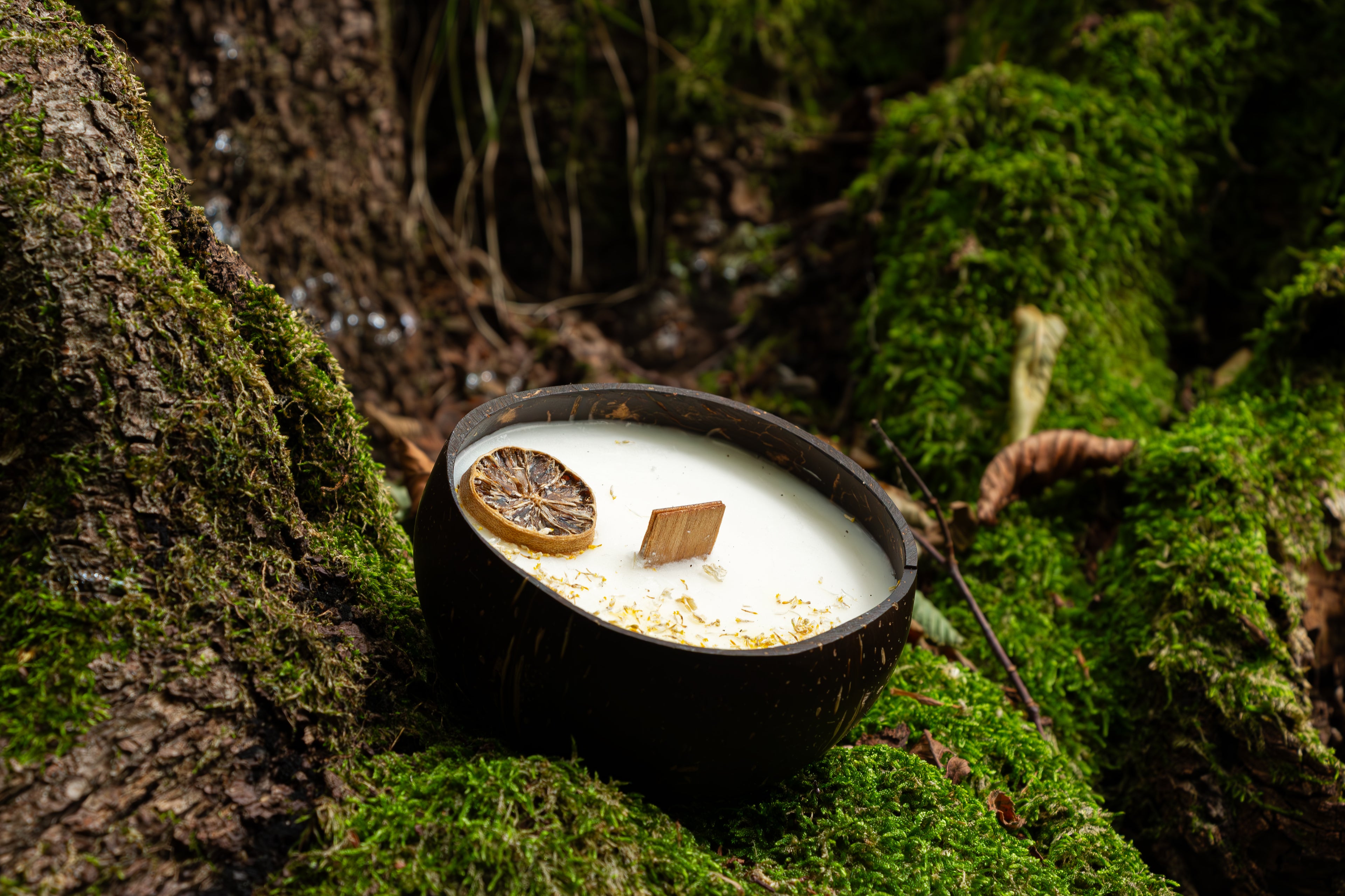 Passeggiata nel Bosco